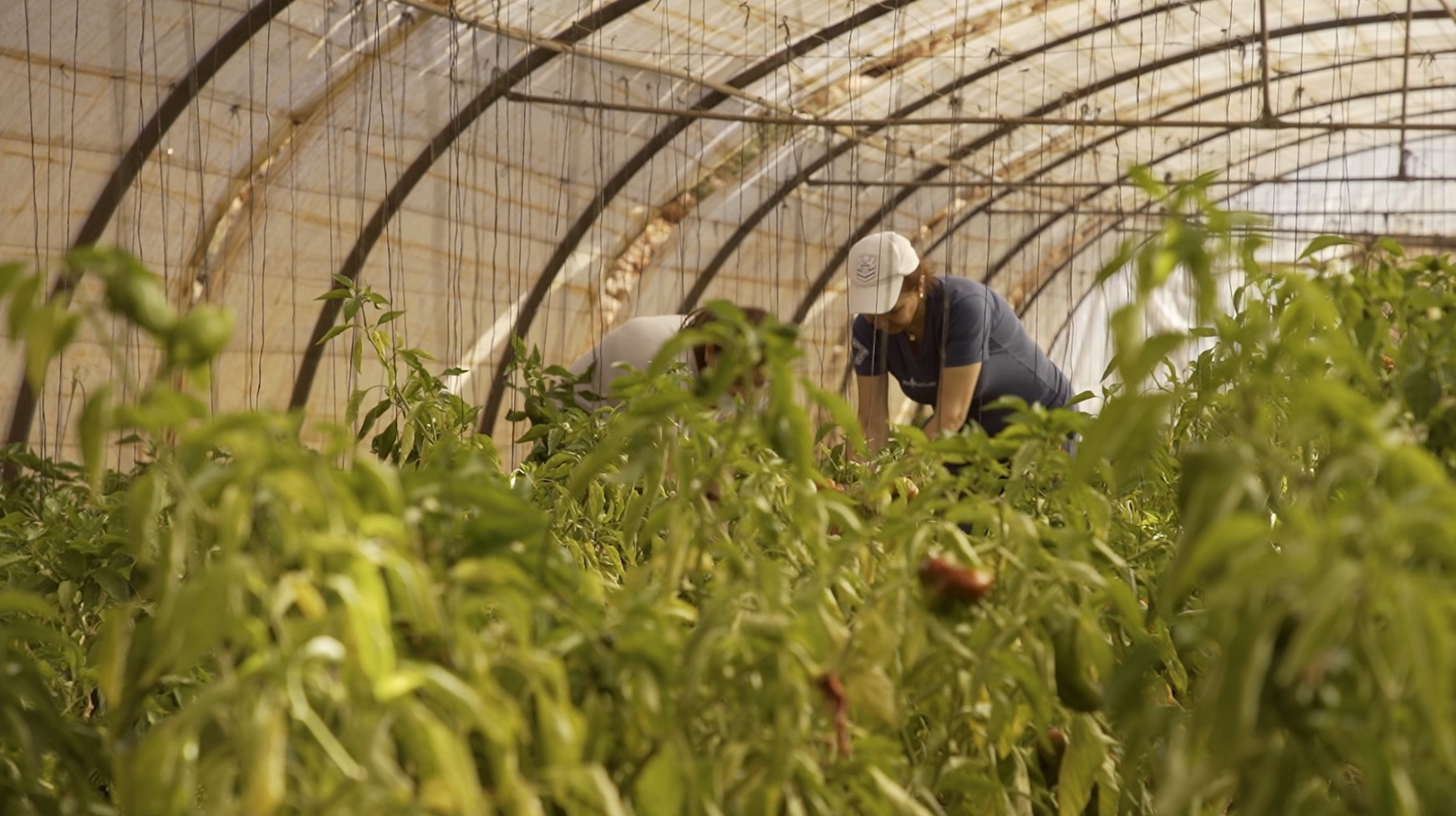 UNDP - Women in Agro